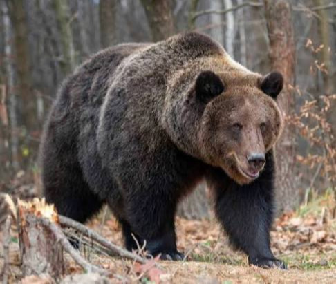 48 brown bears killed